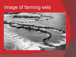 Image of farming eels
 
