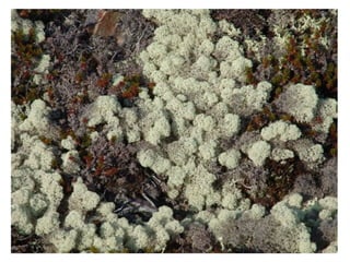 Aboriginal Power: Clean energy and the future of Canada’s First Peoples - MaRS Global Leadership