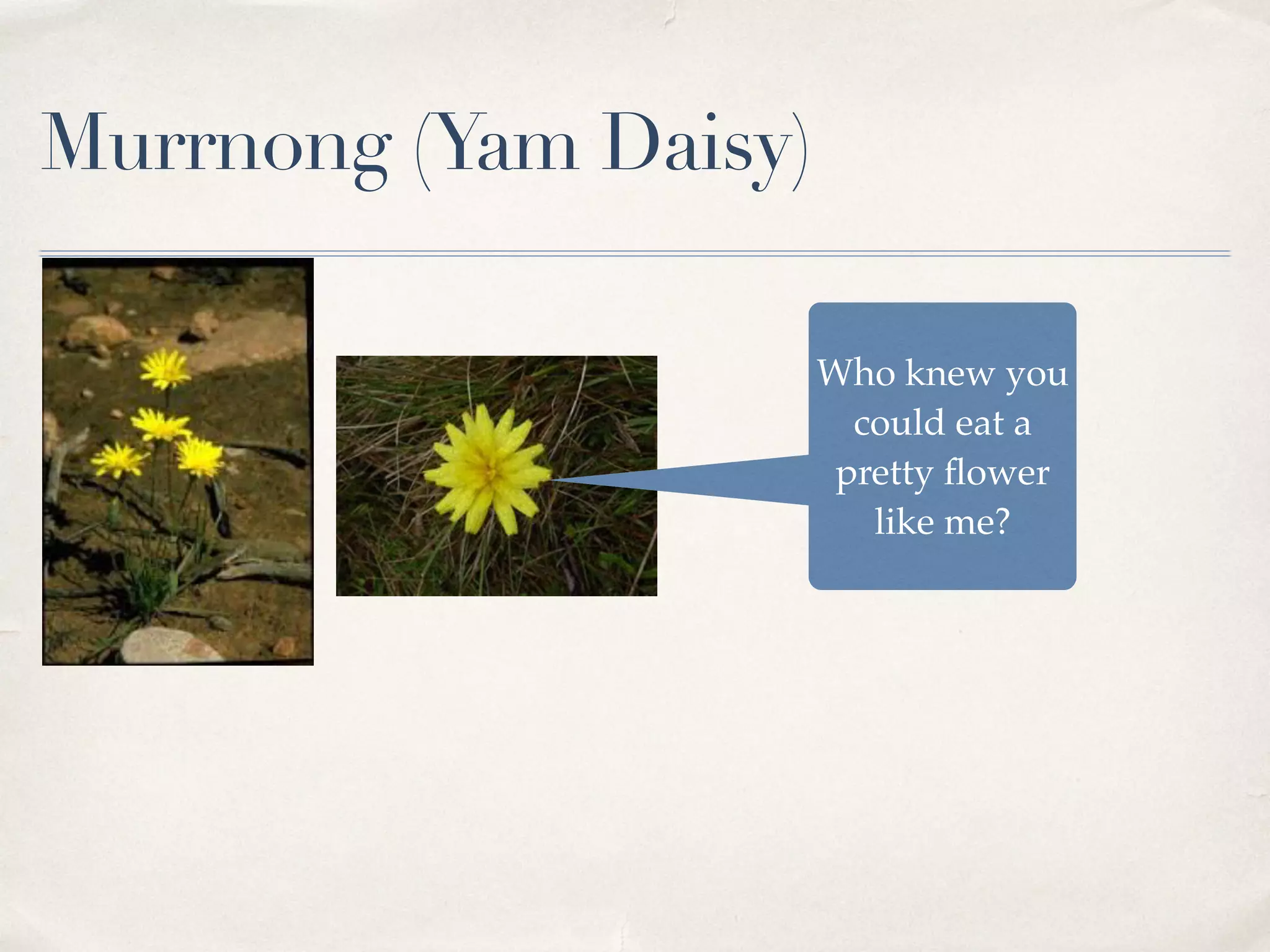 Murrnong (Yam Daisy)
Who knew you
could eat a
pretty ﬂower
like me?
 