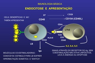 IMUNOLOGIA BÁSICA
ENDOCITOSE E APRESENTAÇÃO
MOLÉCULAS CO-ESTIMULADORAS :
CD40/CD154: ESTIMULO PARA LB SOFRER
HIPERMUTAÇÃO SOMÁTICA E “SWITCH”
CELS. DENDRÍTICAS E M∅
TABÉM APRESENTAM CD40 CD154 (CD40L)
CD4+
TCR
HLA-II
Igs
IL2, IL4, IL5
LB
LTh2
CD3
CD45
B7 CD28
SINAIS ATRAVÉS DO RECEPTOR DO Ag. SEM
COESTIMULAÇÃO NÃO ATIVA LINFÓCITOS,
LEVA À ANERGIA OU APOPTOSE
CD22
 