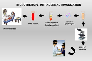 IMUNOTHERAPY: INTRADERMAL IMMUNIZATION
Paternal Blood
100 x106
cells/ml
isolated
lymphocytes
Ficoll-hypaque
density gradient
Total Blood
 