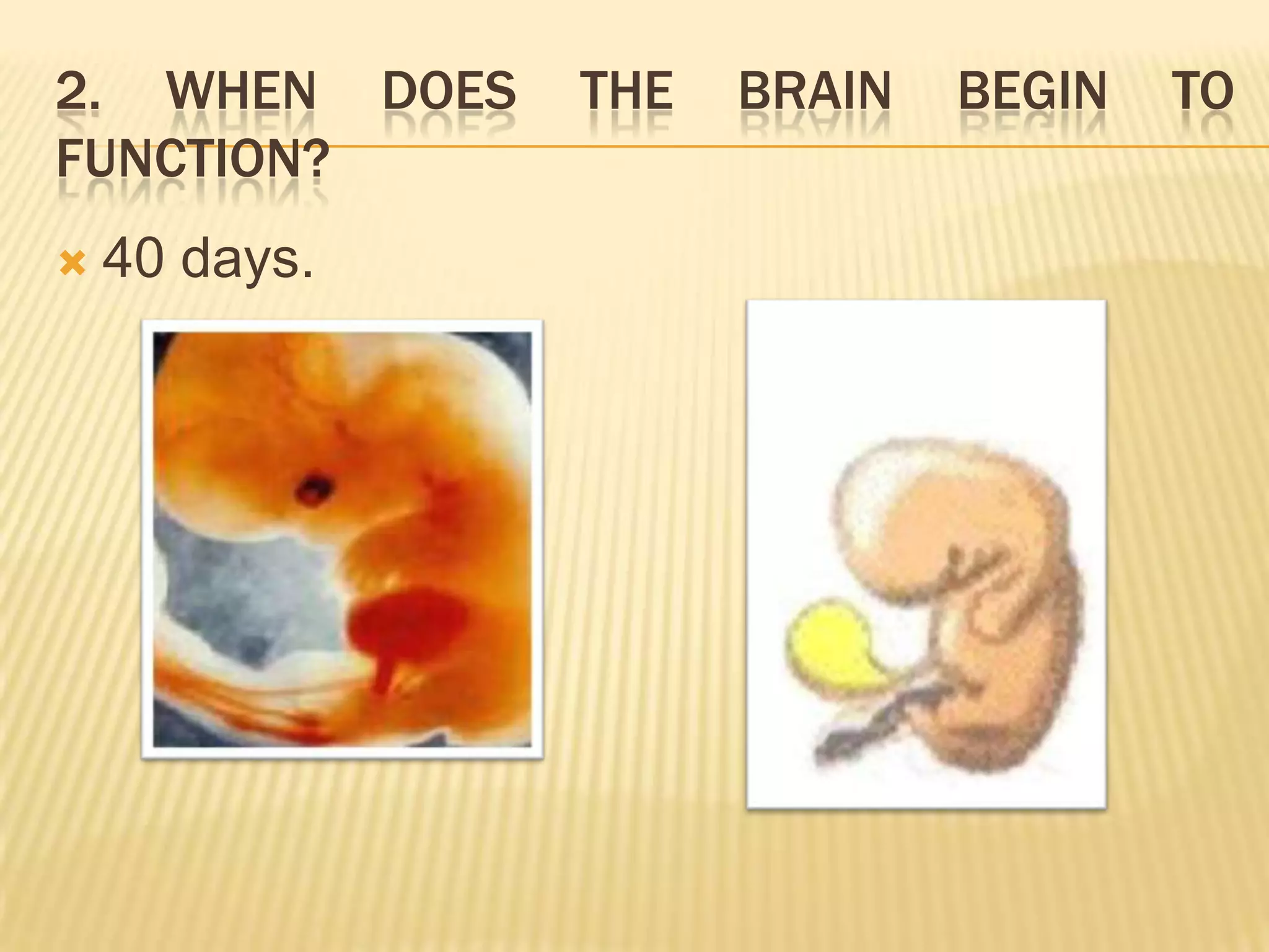 2. WHEN DOES   THE   BRAIN   BEGIN   TO
FUNCTION?
   40 days.
 