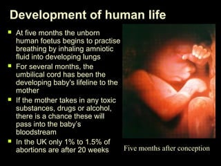 Development of human life 
 At five months the unborn 
human foetus begins to practise 
breathing by inhaling amniotic 
fluid into developing lungs 
 For several months, the 
umbilical cord has been the 
developing baby's lifeline to the 
mother 
 If the mother takes in any toxic 
substances, drugs or alcohol, 
there is a chance these will 
pass into the baby’s 
bloodstream 
 In the UK only 1% to 1.5% of 
abortions are after 20 weeks Five months after conception 
 