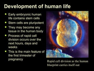 Development of human life 
 Early embryonic human 
life contains stem cells 
 Stem cells are pluripotent 
 They may become any 
tissue in the human body 
 Process of rapid cell 
division occurs over the 
next hours, days and 
weeks 
 This is the main feature of 
the first trimester of 
pregnancy Rapid cell division as the human 
blueprint carries itself out 
 