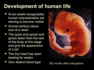 Development of human life 
 At six weeks recognisably 
human characteristics are 
starting to become visible 
 Human embryo about 
size of a raisin 
 The spine and spinal cord 
grows faster than the rest 
of the body at this stage 
and give the appearance 
of a tail 
 The tiny heart has been 
beating for weeks 
 Own distinct blood type Six weeks after conception 
 