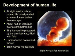 Development of human life 
 At eight weeks unborn 
human life usually called 
a human foetus (rather 
than embryo) 
 About half an inch (just 
over a centimetre) long 
 Tiny human life protected 
by the amniotic sac, filled 
with fluid. 
 Human foetus swims and 
moves 
 Brain waves measurable 
Eight weeks after conception 
 