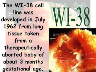 The WI-38 cell
      line was
developed in July
 1962 from lung
   tissue taken
       from a
  therapeutically
aborted baby of
 about 3 months
 gestational age.
 