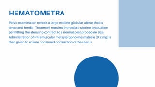 HEMATOMETRA
Pelvic examination reveals a large midline globular uterus that is
tense and tender. Treatment requires immediate uterine evacuation,
permitting the uterus to contract to a normal post procedure size.
Administration of intramuscular methylergonovine maleate (0.2 mg) is
then given to ensure continued contraction of the uterus
 