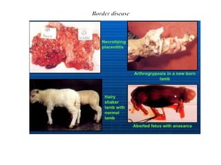 various causes of Abortion in Sheep and Goat.pptx