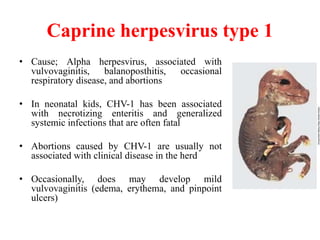various causes of Abortion in Sheep and Goat.pptx