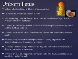Unborn Fetus Unborn fetus heartbeats at 21 days after conception 8-9 weeks the eyelids & hair start to form 9-10 weeks they can suck their thumbs, can squint to close out light, frown, swallow, and move her tongue 12 weeks all arteries are present, vocal chords are complete, brain is fully formed, and the child can feel pain 15 weeks fetus has an adult's taste buds and may be able to savor the mother's meals 20 weeks fetus can hear and recognize mother's voice,  fingernails and fingerprints appear.  Sex organs are visible. 32- weeks The fetus sleeps 90-95% of the day, and sometimes experiences REM sleep, an indication of dreaming. 40-weeks child is now approximately seven and a half pounds, is ready for life outside its mother's womb 