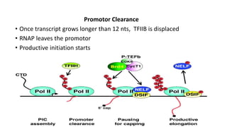 Promotor Clearance
• Once transcript grows longer than 12 nts, TFIIB is displaced
• RNAP leaves the promotor
• Productive initiation starts
 