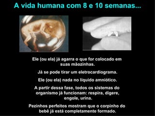 Ele (ou ela) já agarra o que for colocado em  suas mãozinhas. Já se pode tirar um eletrocardiograma. Ele (ou ela) nada no líquido amniótico. A partir dessa fase, todos os sistemas do  organismo já funcionam: respira, digere,  engole, urina. Pezinhos perfeitos mostram que o corpinho do  bebê já está completamente formado. A vida humana com 8 e 10 semanas... 