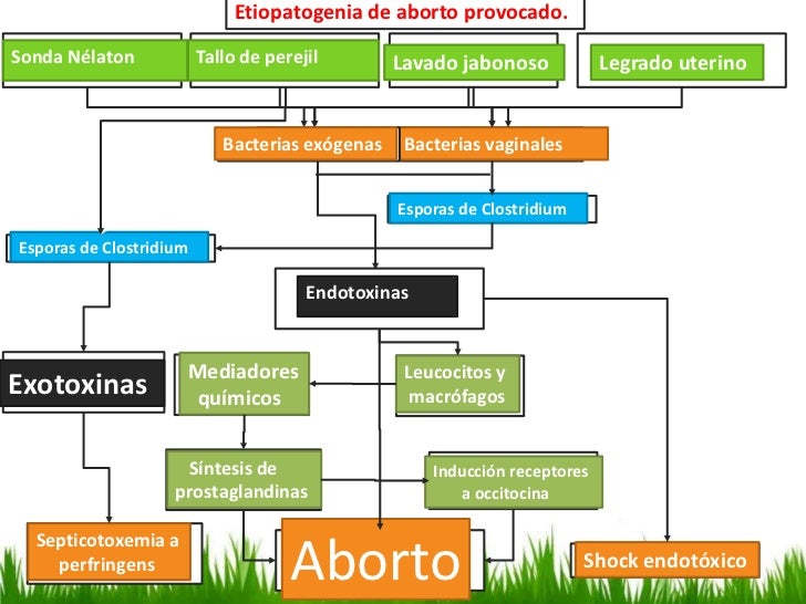 aborto-59-728 Aborto Con Perejil