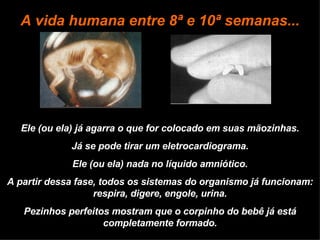 Ele (ou ela) já agarra o que for colocado em suas mãozinhas. Já se pode tirar um eletrocardiograma. Ele (ou ela) nada no líquido amniótico. A partir dessa fase, todos os sistemas do organismo já funcionam: respira, digere, engole, urina. Pezinhos perfeitos mostram que o corpinho do bebê já está completamente formado. A vida humana entre 8ª e 10ª semanas... 