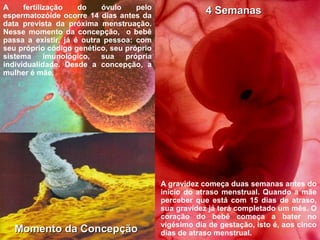 4 Semanas4 Semanas
A gravidez começa duas semanas antes do
início do atraso menstrual. Quando a mãe
perceber que está com 15 dias de atraso,
sua gravidez já terá completado um mês. O
coração do bebê começa a bater no
vigésimo dia de gestação, isto é, aos cinco
dias de atraso menstrual.
A fertilização do óvulo pelo
espermatozóide ocorre 14 dias antes da
data prevista da próxima menstruação.
Nesse momento da concepção, o bebê
passa a existir, já é outra pessoa: com
seu próprio código genético, seu próprio
sistema imunológico, sua própria
individualidade. Desde a concepção, a
mulher é mãe.
Momento da ConcepçãoMomento da Concepção
 