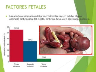 FACTORES FETALES
 Los abortos espontáneos del primer trimestre suelen exhibir alguna
anomalía embrionaria del cigoto, embrión, feto, o en ocasiones, placenta.
 