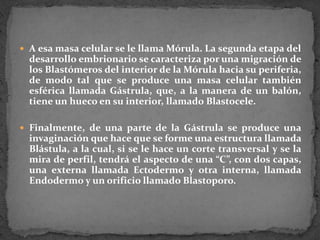 A esa masa celular se le llama Mórula. La segunda etapa del desarrollo embrionario se caracteriza por una migración de los Blastómeros del interior de la Mórula hacia su periferia, de modo tal que se produce una masa celular también esférica llamada Gástrula, que, a la manera de un balón, tiene un hueco en su interior, llamado Blastocele. Finalmente, de una parte de la Gástrula se produce una invaginación que hace que se forme una estructura llamada Blástula, a la cual, si se le hace un corte transversal y se la mira de perfil, tendrá el aspecto de una “C”, con dos capas, una externa llamada Ectodermo y otra interna, llamada Endodermo y un orificio llamado Blastoporo.