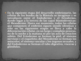 En la siguiente etapa del desarrollo embrionario, las células de los bordes de la Blástula se invaginan y se introducen entre el Endodermo y el Ectodermo, dando lugar a la tercera de las capas blastodérmicas: el Mesodermo. Hasta ese momento, todas las células que componen el embrión siguen siendo idénticas y sólo en las siguientes etapas se lleva a cabo la diferenciación celular, en un largo y complejo proceso, no de la noche a la mañana ni por un acto de creación súbito. Del Ectodermo se forman la piel, el sistema nervioso y el esqueleto; del Mesodermo se forman los músculos, el sistema vascular y los órganos sexuales, y del Endodermo se forman el tubo digestivo, vísceras y glándulas.