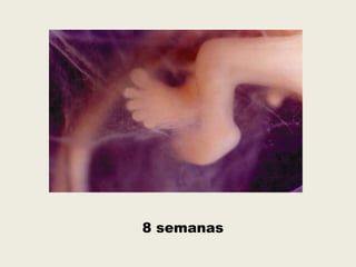8 semanas
 