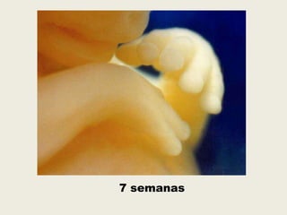 7 semanas
 