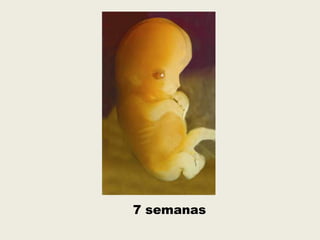 7 semanas
 