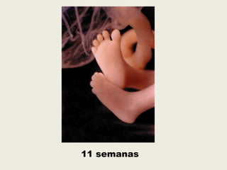 11 semanas
 