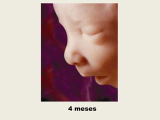 4 meses
 