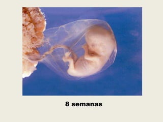 8 semanas
 