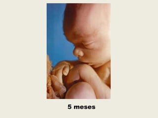 5 meses
 