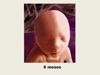 6 meses
 