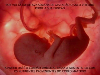 POR VOLTA DA OITAVA SEMANA DE GESTAÇÃO O SACO VITELINO
PERDE A SUA FUNÇÃO
A PARTIR DAÍ É O CORDÃO UMBILICAL PASSA A ALIMENTÁ-LO COM
OS NUTRIENTES PROVENIENTES DO CORPO MATERNO
 