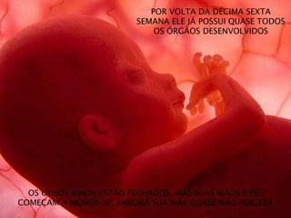 POR VOLTA DA DÉCIMA SEXTA
SEMANA ELE JÁ POSSUI QUASE TODOS
OS ÓRGÃOS DESENVOLVIDOS
OS OLHOS AINDA ESTÃO FECHADOS, MAS SUAS MÃOS E PÉS
COMEÇAM A MOVER-SE, EMBORA SUA MÃE QUASE NÃO PERCEBA
 