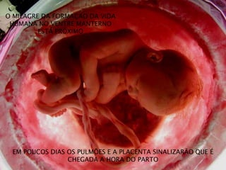 O MILAGRE DA FORMAÇAO DA VIDA
HUMANA NO VENTRE MANTERNO
ESTÁ PRÓXIMO
EM POUCOS DIAS OS PULMÕES E A PLACENTA SINALIZARÃO QUE É
CHEGADA A HORA DO PARTO
 