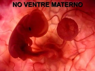 Um feto de poucas semanas encontra-se no interior do
útero de sua mãe.
NO VENTRE MATERNO
 
