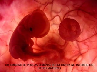 UM EMBRIÃO DE POUCAS SEMANAS SE ENCONTRA NO INTERIOR DO
ÚTERO MATERNO
 