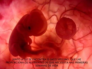 JUNTO A ELE SE ENCONTRA O SACO VITELINO, QUE LHE
PROPORCIONA OS NUTRIENTES DE QUE NECESSITA NAS PRIMEIRAS
SEMANAS DE VIDA
 