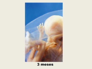 3 meses
 