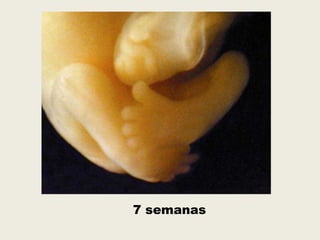 7 semanas
 