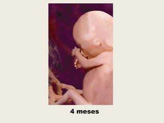 4 meses
 
