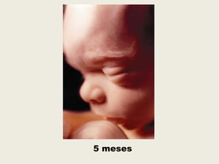5 meses
 
