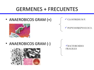 GERMENES + FRECUENTES ANAEROBICOS GRAM (+) ANAEROBICOS GRAM (-) CLOSTRIDIUM P. PEPTOSTREPTOCOCO. BACTEROIDES FRAGILES 