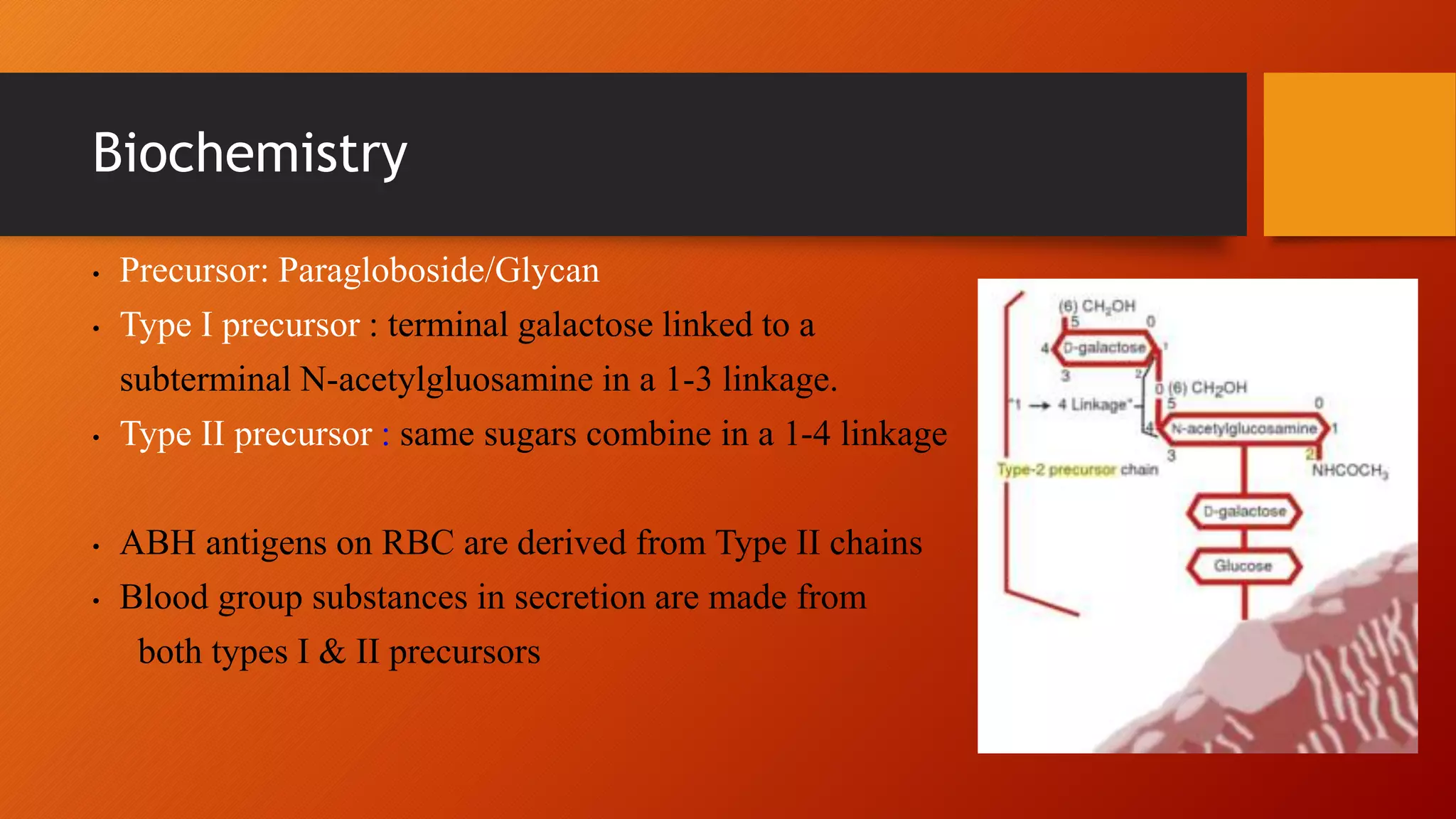 Biochemistry
• Precursor: Paragloboside/Glycan
• Type I precursor : terminal galactose linked to a
subterminal N-acetylgluosamine in a 1-3 linkage.
• Type II precursor : same sugars combine in a 1-4 linkage
• ABH antigens on RBC are derived from Type II chains
• Blood group substances in secretion are made from
both types I & II precursors
 
