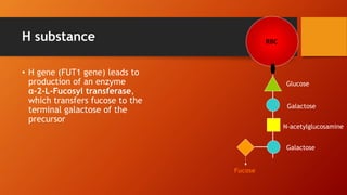 H substance
• H gene (FUT1 gene) leads to
production of an enzyme
α-2-L-Fucosyl transferase,
which transfers fucose to the
terminal galactose of the
precursor
Glucose
Galactose
N-acetylglucosamine
Galactose
RBC
Fucose
 