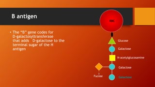 B antigen
• The “B” gene codes for
D-galactosyltransferase
that adds D-galactose to the
terminal sugar of the H
antigen
Glucose
Galactose
N-acetylglucosamine
Galactose
RBC
Fucose Galactose
 