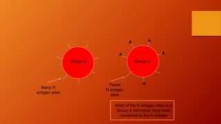 Group O Group A
Many H
antigen sites
Most of the H antigen sites in a
Group A individual have been
converted to the A antigen
Fewer
H antigen
sites
A
A A
AA
Group O Group A
 