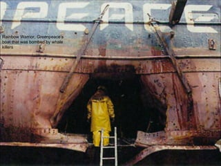 Rainbow Warrior, Greenpeace’s boat that was bombed by whale killers 