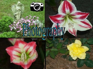 Photography 