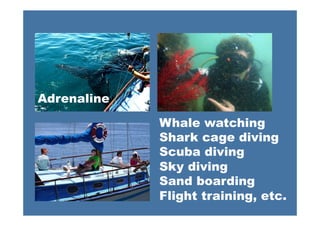 Whale watching
Shark cage diving
Scuba diving
Sky diving
Sand boarding
Flight training, etc.
Adrenaline
 