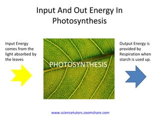 Input And Out Energy In Photosynthesis www.sciencetutors.zoomshare.com   PHOTOSYNTHESIS Input Energy comes from the light absorbed by the leaves Output Energy is provided by Respiration when starch is used up. 